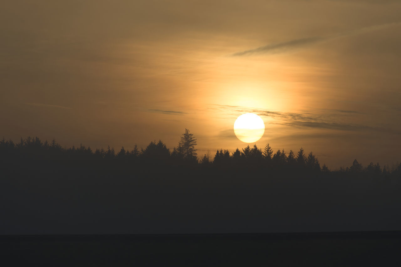 SILHOUETTE TREES AGAINST ORANGE SKY