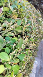 Close-up of fresh green plant