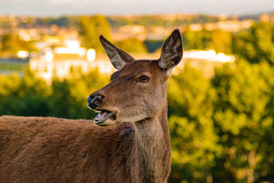 Close-up of a deer on field