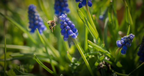 Close-up of purple lavender flowers