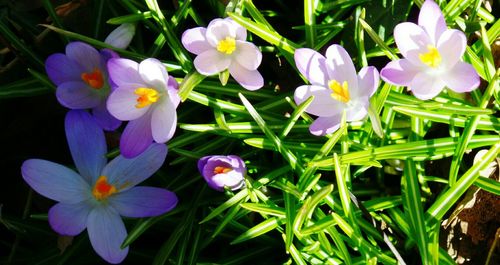 Close-up of purple flowers blooming in field