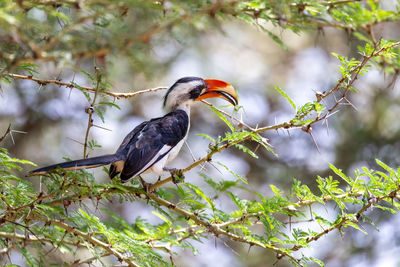 Low angle view of bird perching on branch