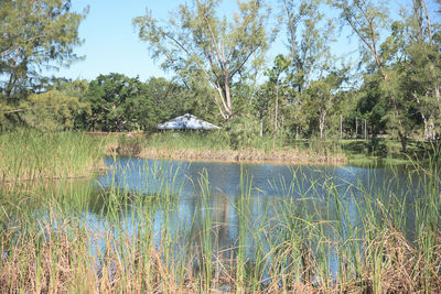Scenic view of lake in forest
