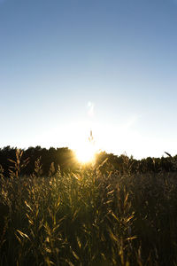 Scenic view of wheat field against clear sky at sunset