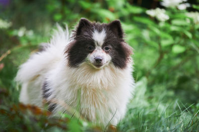 Pomeranian spitz dog in garden grass. cute pomeranian puppy on walk. spitz pom dog