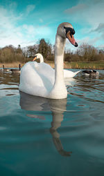 Swan swimming in lake