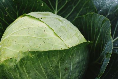 Close-up of raindrops on leaves