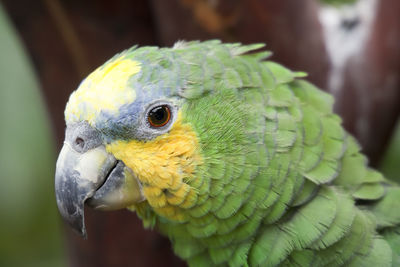 Close-up of parrot perching on leaf