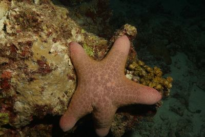 High angle view of fish in sea