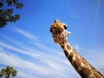 Low angle view of giraffe against blue sky