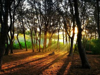 Trees in forest