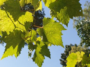 Low angle view of maple leaves on tree against sky