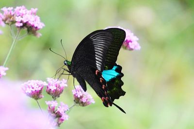 Close-up of butterfly pollinating on pink flower
