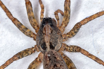 Close-up of spider