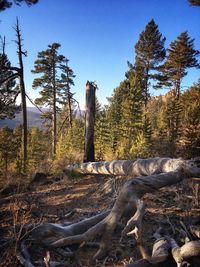 Trees on field in forest against sky