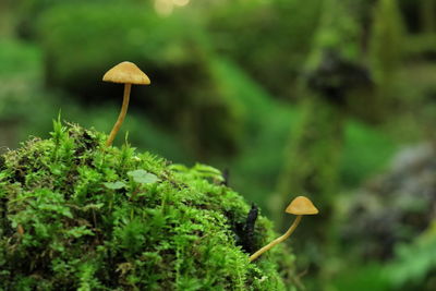 Close-up of mushroom growing on field