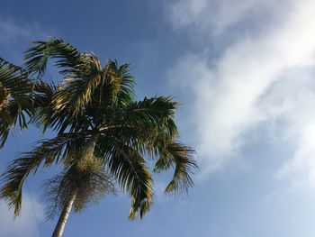 Low angle view of palm tree against sky