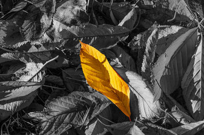 Close-up of yellow leaves