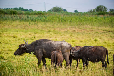 Buffalo feeding calves on grassy field