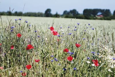 Poppies growing on field