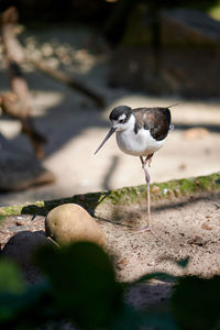 Close-up of bird perching on rock