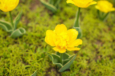 Close-up of yellow flowering plant on field