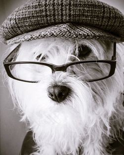Close up of dog in eyeglasses 