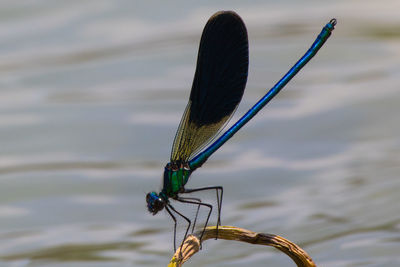 Close-up of damselfly on stem by lake