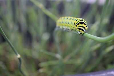 Close-up of insect on leaf