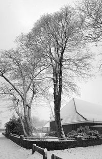 Bare trees against clear sky during winter