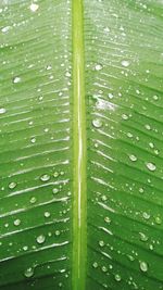 Full frame shot of wet green leaves