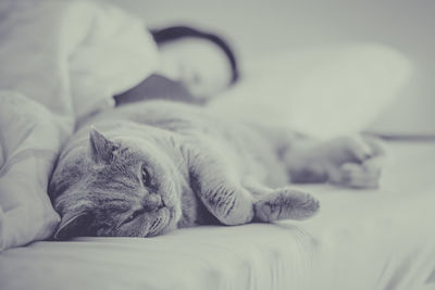 Close-up of cat resting on bed