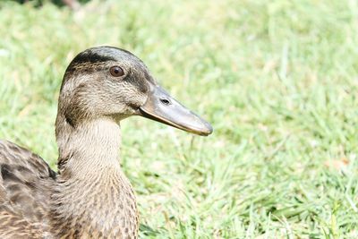 Close-up of bird on grass