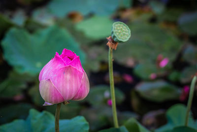 Close-up of pink lotus water lily