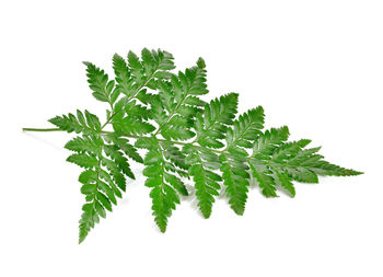 Close-up of fresh green leaves against white background