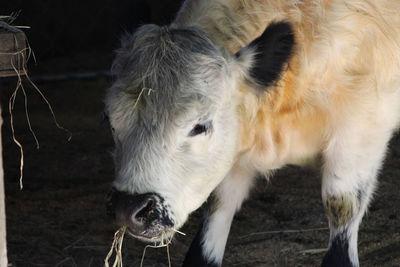 Close-up of cow standing on field
