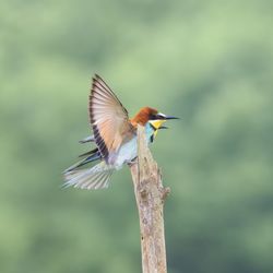 Close-up of bird flying against sky