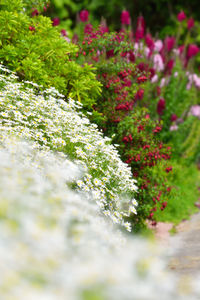 Close-up of flowering plants in garden