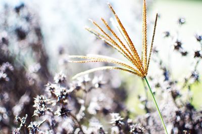 Close-up of flowering plant on field