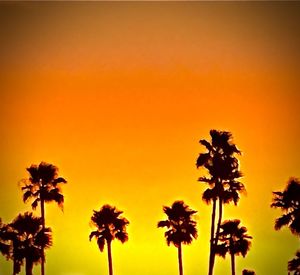 Silhouette of palm trees against orange sky