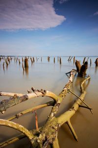 View of birds on wooden post in sea against sky