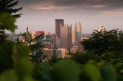 Pittsburgh skyline in the sunset seen through the greenery from mount washington.