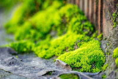 Close-up of moss growing on plant