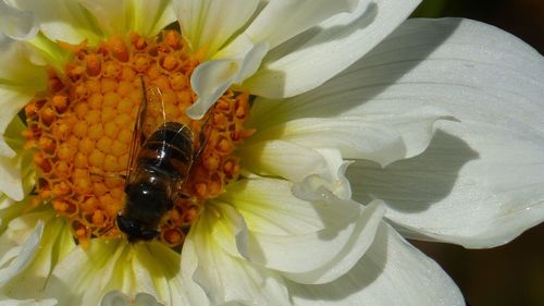 Close-up of insect on flower