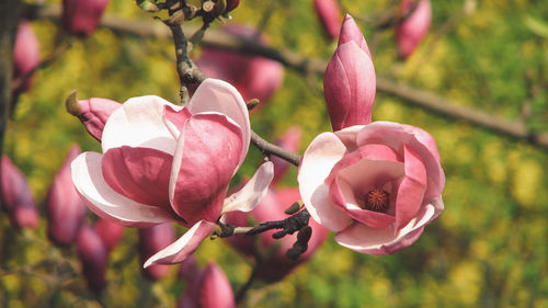 Close-up of pink magnolia flowers