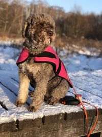 Portrait of dog on snow. lagotto romagnolo.