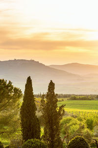 Cypress trees with rolling landscape at sunset