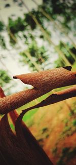 Close-up of lizard on rusty metal