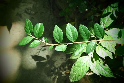 Close-up of fresh green plant