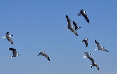 Low angle view of seagulls flying